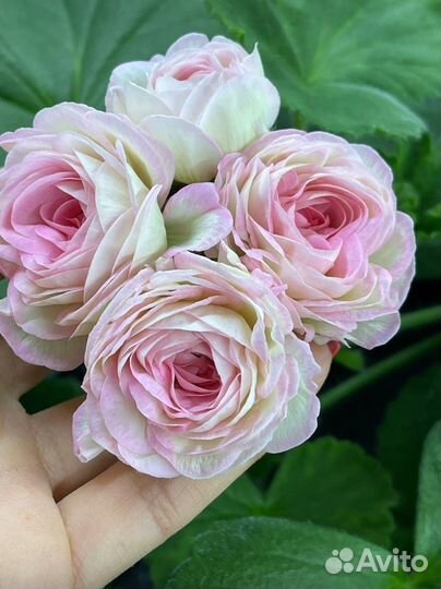 Пеларгония юг Мимолетное видение