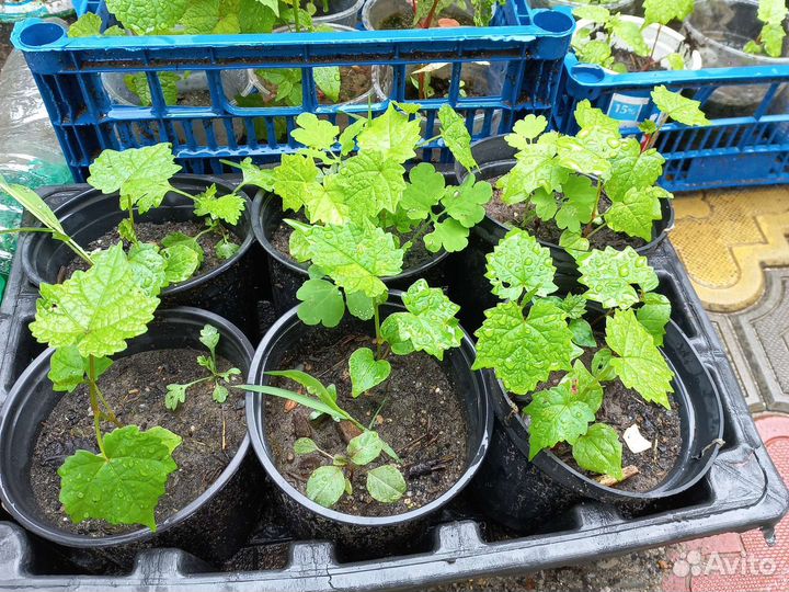 Саженцы малины,ирги,калины,абрикос, виноград,слива