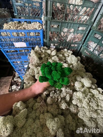 Эко-декор: стабилизированный мох, Серый