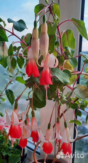 Фуксия. Укорененная и срезы