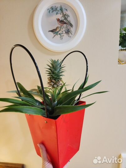 Ананас настоящий с плодом, на подарок