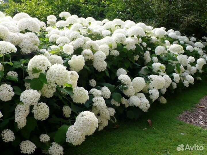Гортензия древовидная Анабель