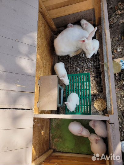 Крольчата панон