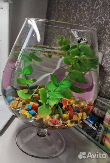 Аквариум рюмка 7л