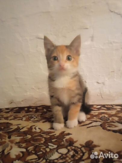 Котята в дар бесплатно