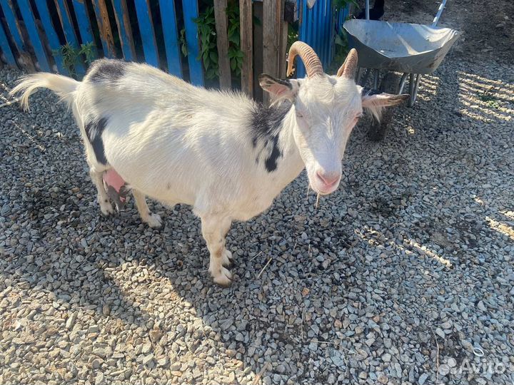 Козы, козел