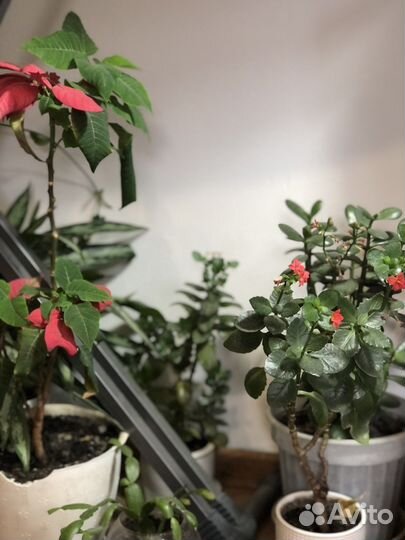 Комнатные цветы