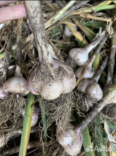 Продам чеснок