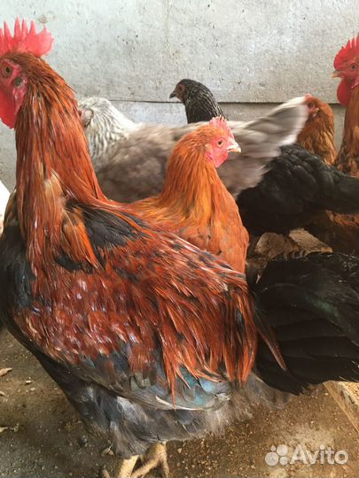Петух мясо-яйчной породы