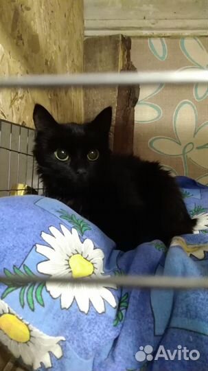 Зеленоглазая кошечка подросток ищет дом