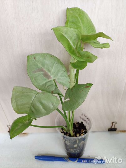 Укорененные растения 6