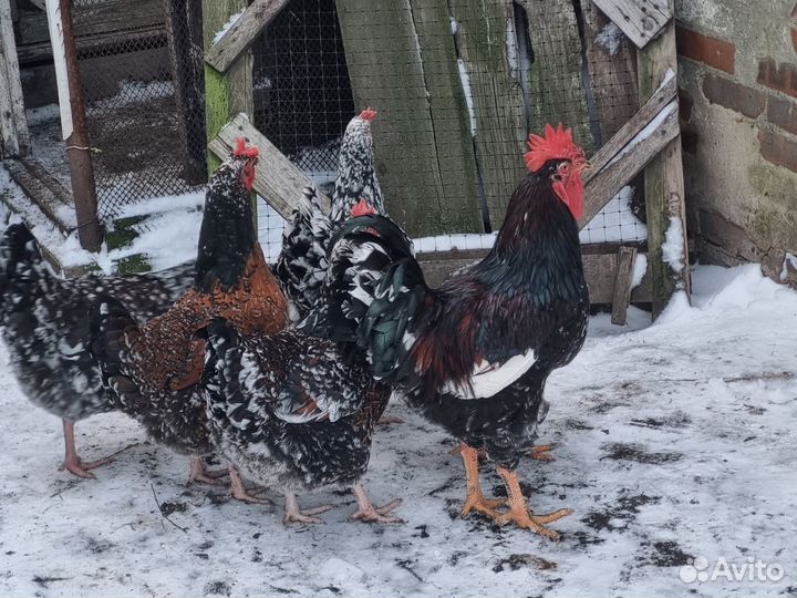 Куры ливенские ситцевые