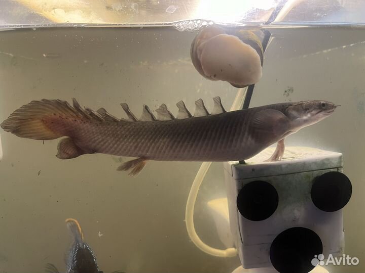 Рыба полиптэрус