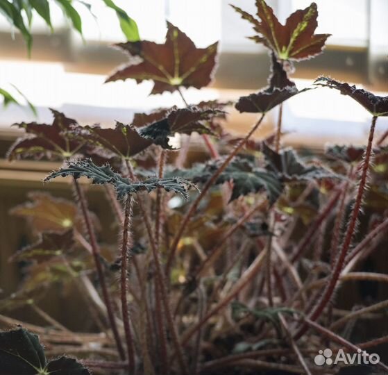 Arsat-Н F4.5 80-200mm (Nikon)