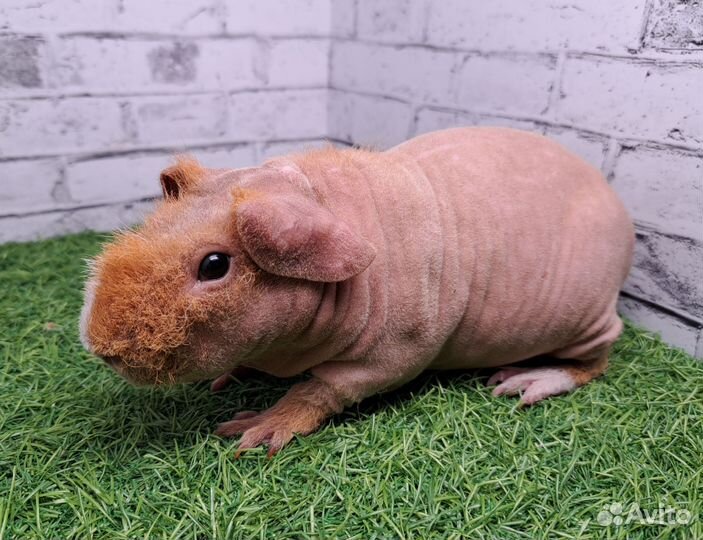 Золото-белый мальчик