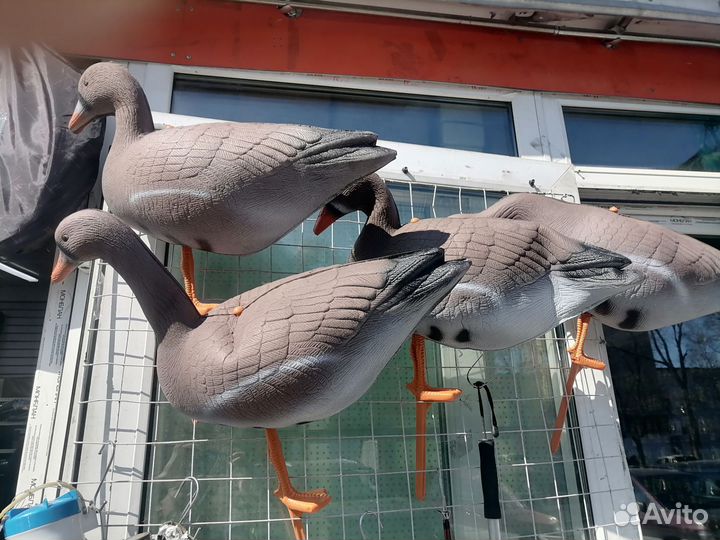 Гусиные профиля