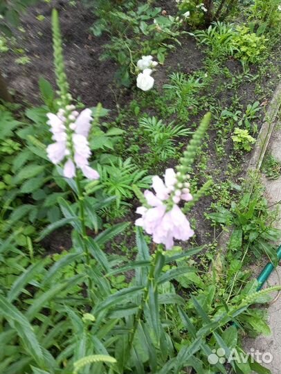 Девичья ромашка, медуница, хелоне, физостегия