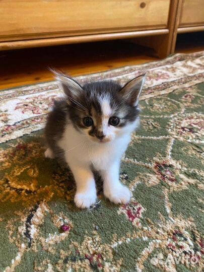 Котёнок девочка 1 месяц