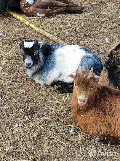 Козлята Ламанча