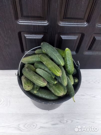 Продам домашние огурцы