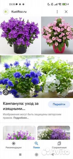 Кампанула махровая и обычная