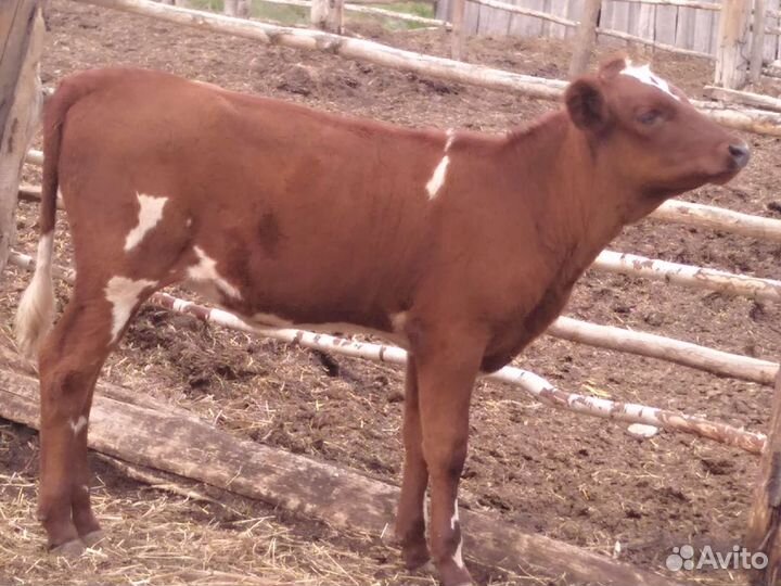 Телка 1, 8 года