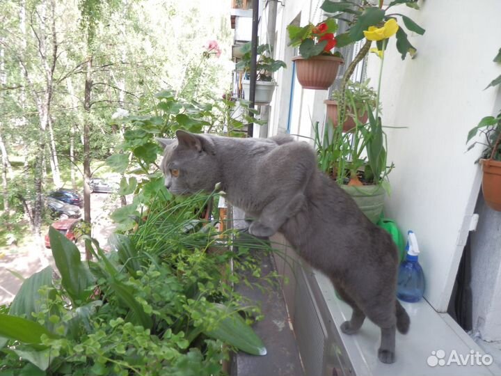 Британский кот международный чемпион. Вязка