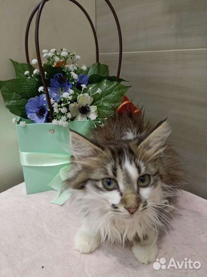 Котенок ищет дом