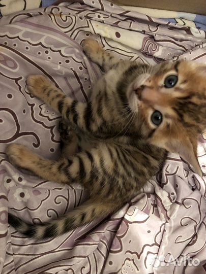 Бенгальская