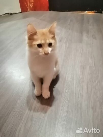 Кот