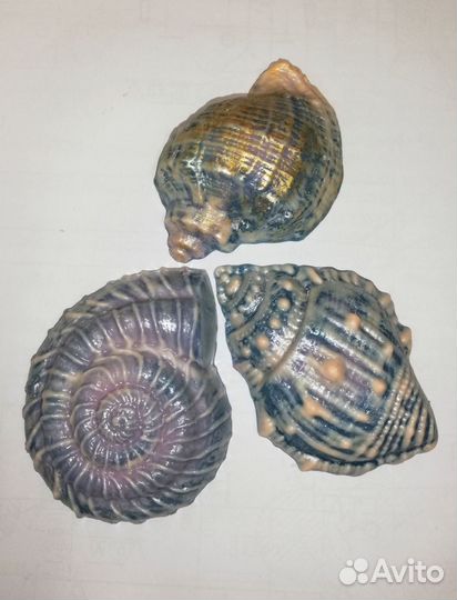 Мыло ручной работы - ракушки