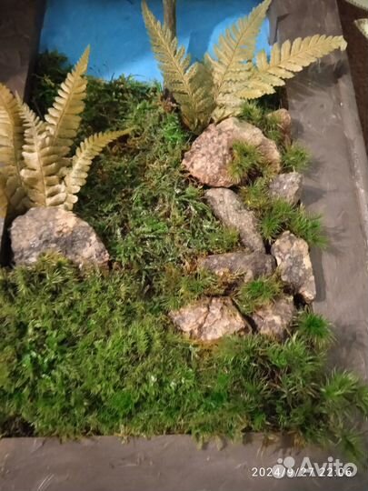 Картины из стабилизированного мха