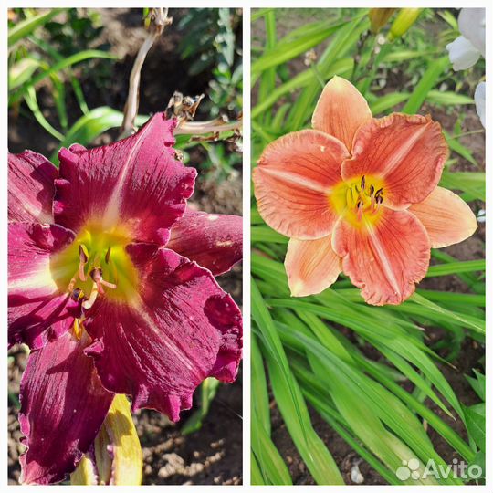 Цветы садовые