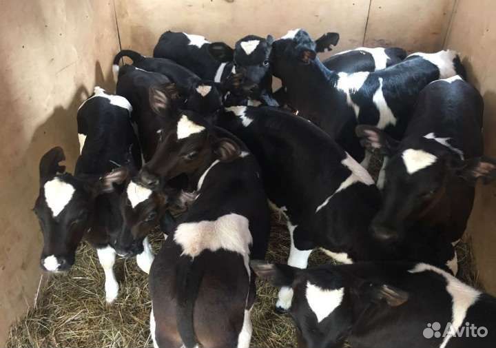 Телята бычки