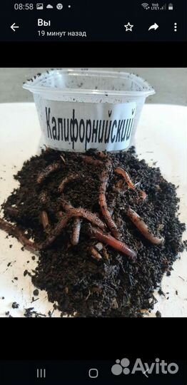 Черви для рыбалки,доставка по адресу