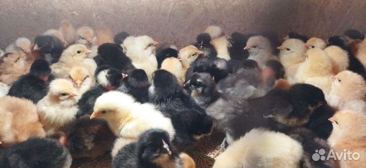 Цыплята