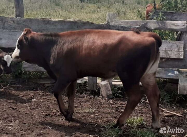 Тёлочка, 5 мес