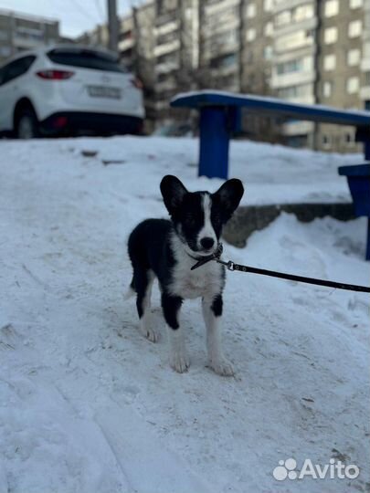 Собака в добрые руки отдам бесплатно