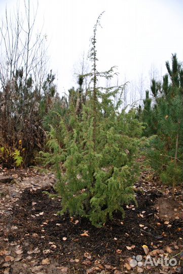 Можжевельник обыкновенный