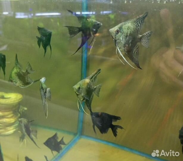 Рыбки растения креветки Беляево магазин