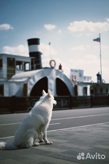 Фотосессия с Белой Швейцарской Овчаркой