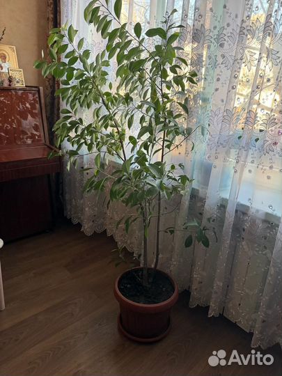 Фикус бенджамина