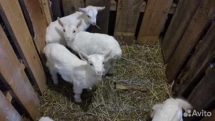 Козлята от молочных коз