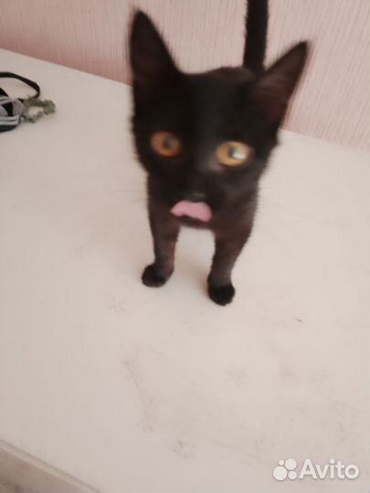 Котики бесплатно в добрые руки