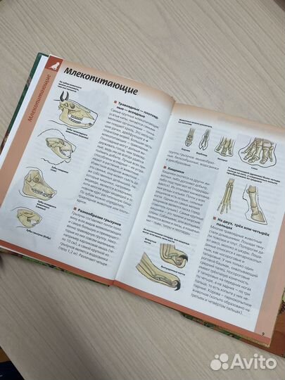 Энциклопедия школьная Мир животных