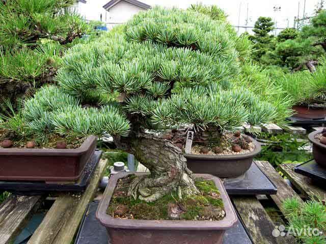 Кедр Бонсай, семена