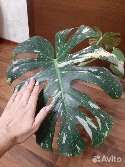 Монстера тайское созвездие