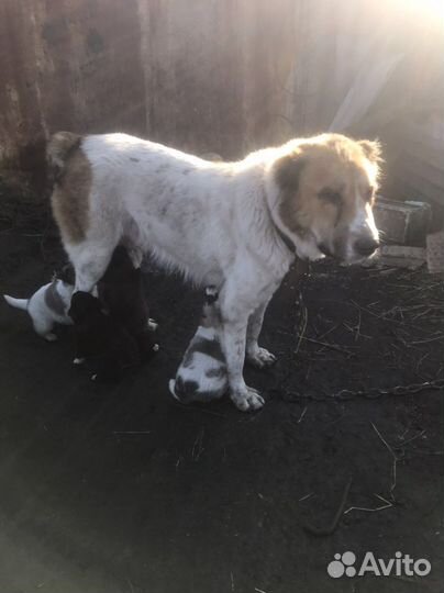 Щенки алабая