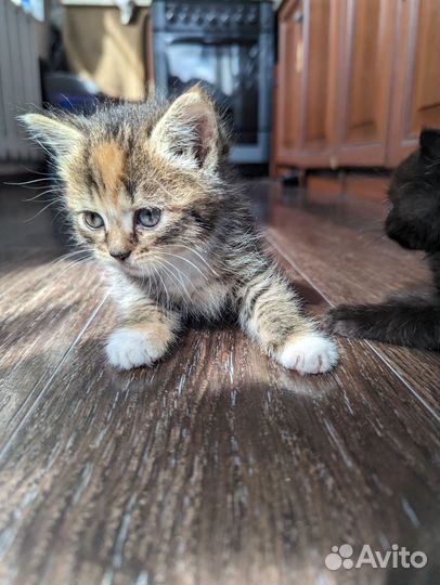 Котята бесплатно