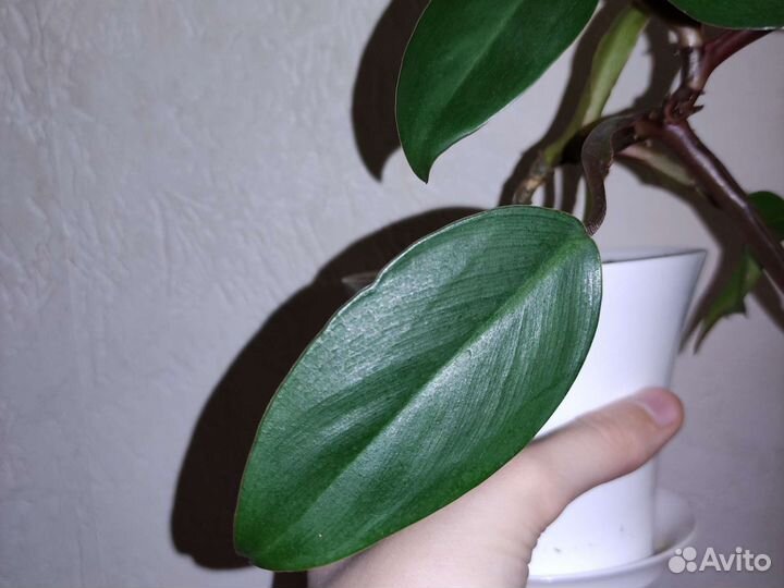 Лиана филодендрон
